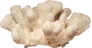 Bleached Coral Specimen PNG Image