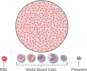 Blood Cell Components Illustration PNG Image