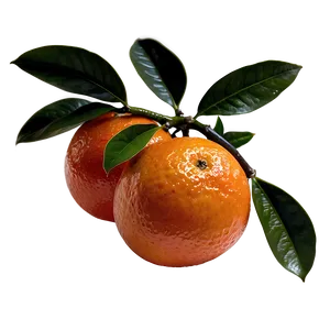 Blood Orange On Branch Png 06252024 PNG Image