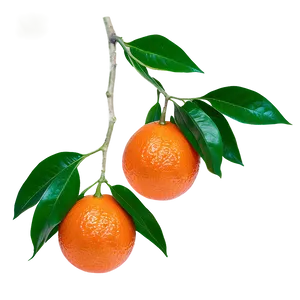 Blood Orange On Branch Png 63 PNG Image