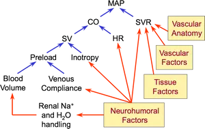 Blood_ Pressure_ Regulation_ Factors_ Diagram PNG Image