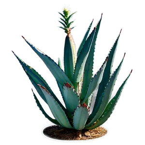 Blooming Agave Plant Png 66 PNG Image