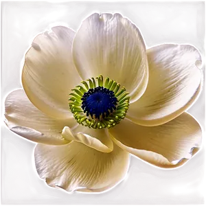 Blooming Anemone Png Joj PNG Image