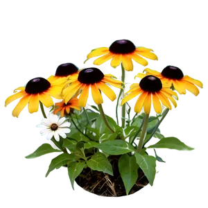 Blooming Black Eyed Susan Png 78 PNG Image