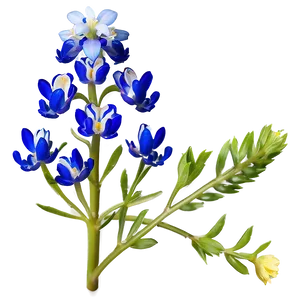 Blooming Bluebonnet Patch Png 06272024 PNG Image