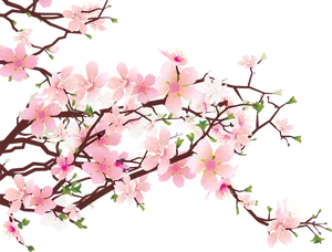 Blooming Cherry Blossom Branches PNG Image