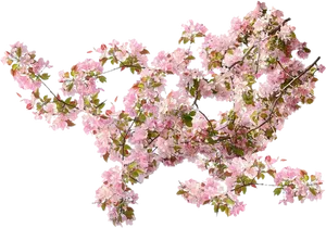 Blooming Cherry Blossom Branches.png PNG