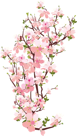 Blooming Cherry Blossom Branches PNG Image