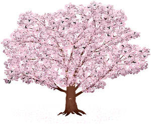 Blooming Cherry Blossom Tree Illustration PNG Image