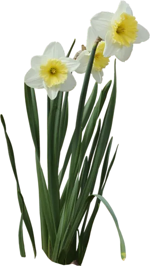 Blooming Daffodils Transparent Background.png PNG Image