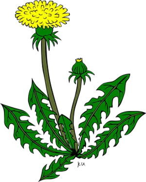 Blooming Dandelion Illustration PNG Image