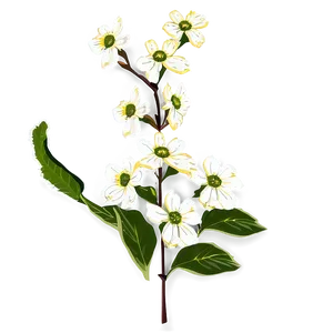 Blooming Dogwood Png Quj16 PNG Image