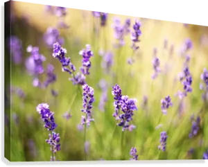 Blooming English Lavender Field PNG Image