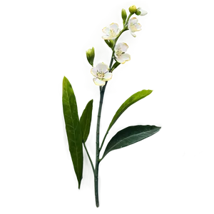 Blooming Flower Stem Png Bbw PNG Image