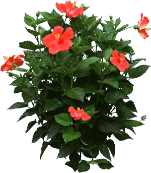 Blooming Hibiscus Shrub PNG Image