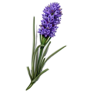 Blooming Lavender Png Mwy29 PNG Image