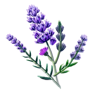 Blooming Lavender Png Sgn PNG Image