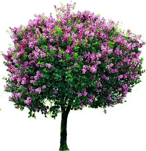 Blooming Lilac Tree Isolatedon Grey PNG Image