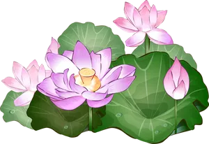 Blooming Lotus Flowers Illustration PNG Image