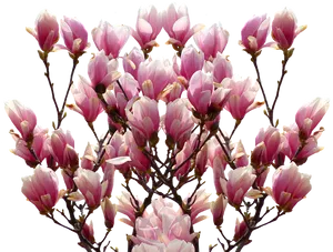 Blooming Magnolia Branches.png PNG Image