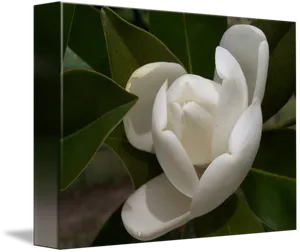 Blooming Magnolia Flower PNG Image