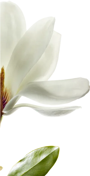 Blooming Magnolia Flower PNG Image