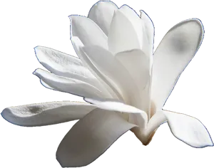 Blooming Magnolia Flower PNG Image