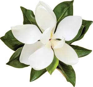 Blooming Magnolia Flower PNG Image