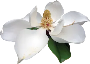 Blooming Magnolia Flower PNG Image