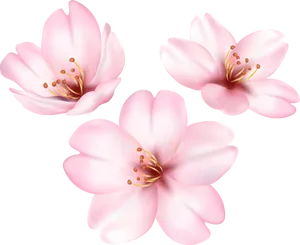 Blooming Magnolia Flowers PNG Image