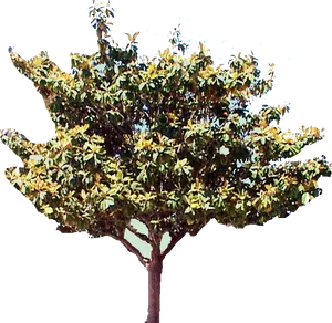 Blooming Magnolia Tree Cutout PNG Image