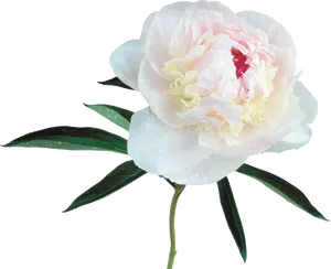 Blooming Peony Flower Transparent Background PNG Image