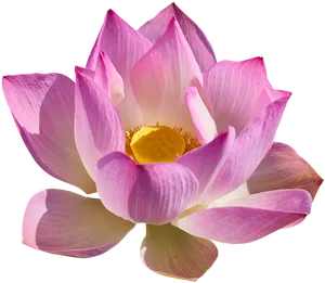 Blooming Pink Lotus Flower PNG Image