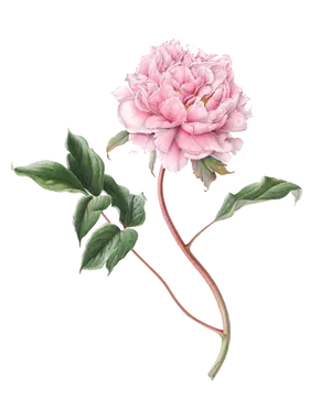 Blooming Pink Peony PNG Image