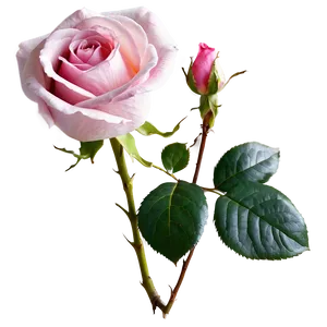 Blooming Pink Rose Png Pem15 PNG Image