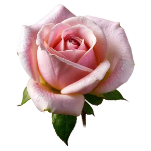 Blooming Pink Rose Png Tru53 PNG Image