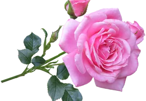 Blooming Pink Rose Transparent Background PNG Image