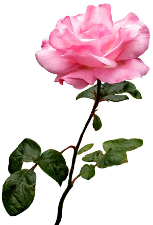 Blooming Pink Rose Transparent Background.png PNG Image