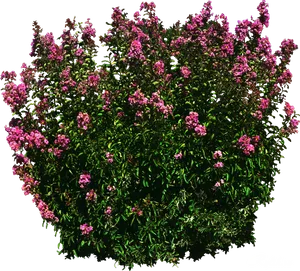 Blooming Pink Shrub3 D Render PNG Image