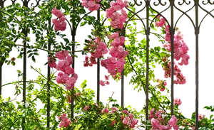 Blooming Roseson Garden Trellis.jpg PNG Image