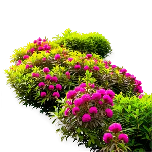 Blooming Shrubs Png 20 PNG Image