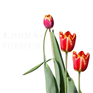 Blooming Tulips Spring Png Lbr47 PNG Image