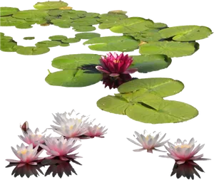 Blooming Water Lilies PNG Image