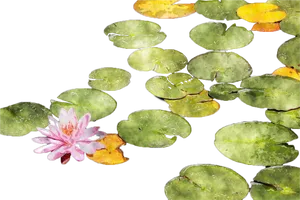 Blooming Water Lily Pond PNG Image