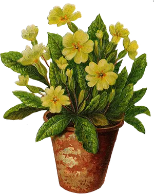 Blooming Yellow Flowersin Clay Pot PNG Image