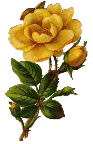 Blooming Yellow Rose Vintage Illustration PNG Image