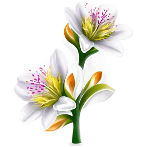 Blossom Flower Png 06252024 PNG Image