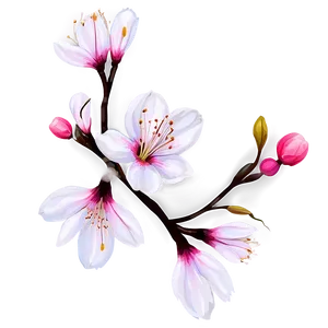 Blossom Flower Png 12 PNG Image