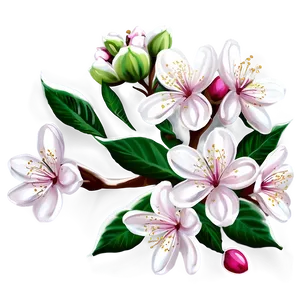 Blossom Print Illustration Png 06262024 PNG Image