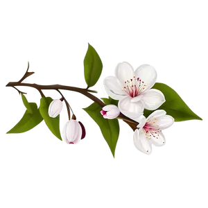 Blossom Print Illustration Png 06262024 PNG Image